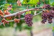 Close-up view of dry bunches of purple grapes hanging from the plant at the vineyard