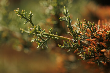 a close-up of a branch of cedar tree on the blurry background