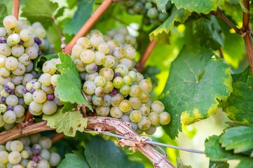 Closeup of fresh ripe delicious bunches of grapes hanging on a vine at a vineyard