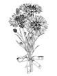 Cornflower Bouquet Vector. Outline illustration of flowers. Hand drawn clipart of Knapweeds. Black line art of officinalis wildflowers and leaves. Linear drawing on isolated white background