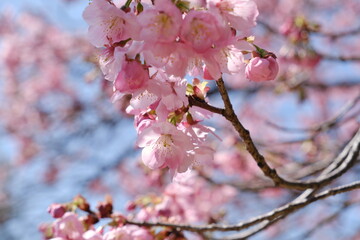 Wall Mural - 昭和記念公園　うめ　Showa Memorial Park Ume