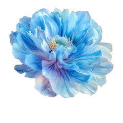 Canvas Print - A close up of a blue flower on a Transparent Background