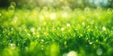 Fototapeta  - Blurred texture background with bokeh, out-of-focus blur, bright sunny summer green