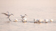 Spoonbill landing near group in shallow waters on Waddensea, Den Oever, Netherlands