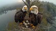 Pair Of Majestic Bald Eagles and Their Eaglets Sitting Their Nest. The Tranquil Expanse Of A Forested Wetland. Biodiversity, Birdwatching, and Wildlife Themes. AI Generated