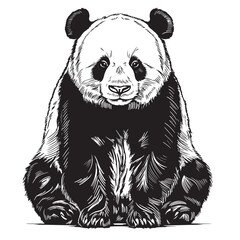 Wall Mural - Vector realistic sketch of cute sitting Panda in full-length, Hand drawn illustration