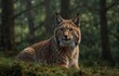 The Missing Lynx Project believes lynx could grow into a healthy population in Northumberland and into bordering parts of southern Scotland, very realistic, 8k quality, hyper realistic, ultra realism