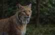 lynx on the rock. Two previous bids to reintroduce Lynx to Northumberland did not go ahead, very realistic, 8k quality, hyper realistic, ultra realism