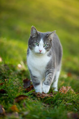 Wall Mural - Young tabby cat in a spring meadow