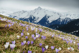Fototapeta Natura - Krokusblumenwiese mit einem schneebedecktem Berg im Hintergrund