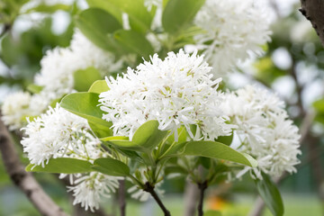 Beautiful Chinese fringetree flowers.