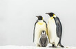 A family of emperor penguins standing together on the snow-covered ground, with one chick between them. The parents stand tall and majestic against the white background