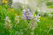 Largebract indian breadroot flower in Texas spring season landscape closeup