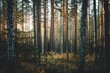 © Watie2781 - A serene forest scene as the golden sunlight softly pierces through the tall, dense pine trees, illuminating the woodland floor.