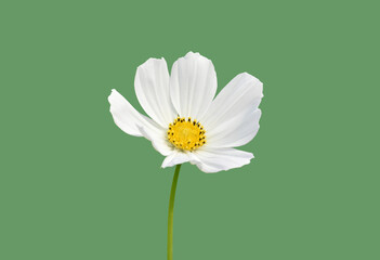 Wall Mural - isolated pink and white cosmos flower head with clipping paths.