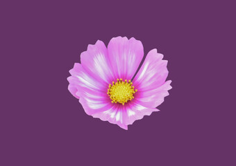 Wall Mural - isolated pink and white cosmos flower head with clipping paths.