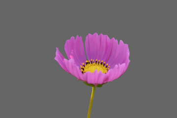 Wall Mural - isolated pink and white cosmos flower head with clipping paths.