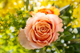 Fototapeta Koty - Little flower bouquet