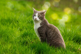 Fototapeta Koty - Cute cat in a meadow