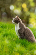 Cute cat in a meadow