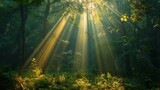 Fototapeta  - The sun is shining through the trees, creating a warm and peaceful atmosphere. The light is filtering through the leaves, casting a golden glow on the forest floor. The scene is serene and calming