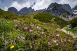 Alpenlandschaften - kleine violett blühende Bergblumen im Hochgebirge der Alpen.