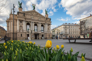 Wall Mural - Flowerbed with yellow tulips in front of Lviv National Opera