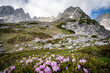 Alpenlandschaften - zart rosa blühende Bergblumen in der kargen Felslandschaft hoch im Gebirge.