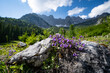 Wandern im Sommer in den Alpen - zarte lilagefärbte Blüten auf einer Bergalm mit majestätischem Hochgebirge im Hintergrund.