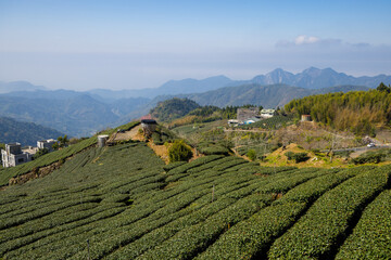 Sticker - Fresh green tea field in Shizhuo Trails at Alishan of Taiwan