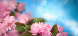 Fototapeta Las - Beautiful pink cherry blossoms with blue bokeh background and copy space, lush floral shot in panorama format 