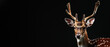 A stately deer with intricate antlers presents a calm demeanor against a stark black background