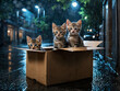 Katzenbabys ausgesetzt in einem Karton