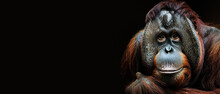 The Artwork Showcases An Orangutan Resting Its Head Downwards On A Surface With A Thoughtful Demeanor