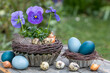 Oster-Arrangement mit lila Stiefmütterchen und blau gefärbten Ostereiern