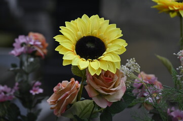 Wall Mural - Tournesol