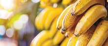   A Rack Holds Several Ripe Bananas In The Fruit And Vegetable Area Of The Store