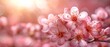   A tight shot of pink blossoms on a branch against a sunlit background