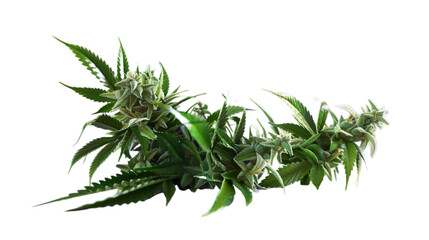 Cannabis isolated on transparent background, png