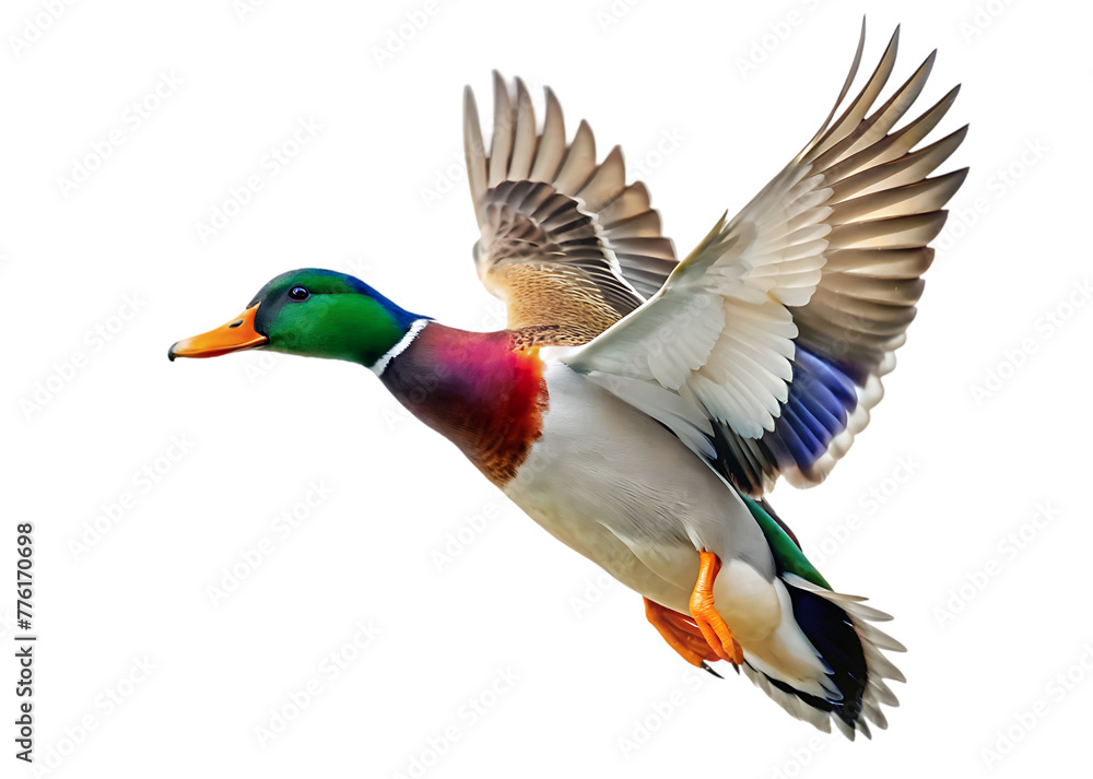 arafed duck flying in the air with its wings spread Stock Illustration ...