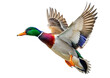 arafed duck flying in the air with its wings spread
