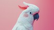 Close-up of a great cockatoo with striking plumage against a delicate pink background