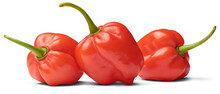 Three Red Habanero Chili Peppers Isolated White Background, Capsicum Chinense, Hottest Spice With Wrinkled Or Dimpled Skin Intense Spiciness Flavor, Side View Of Culinary Ingredient