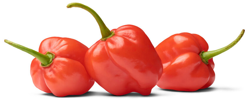 three red habanero chili peppers isolated white background, capsicum chinense, hottest spice with wr