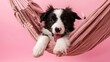 Cute tired border collie puppy lying in a hammock yawing on a pink background