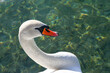Close-up portrait of a swan (Cygnus), a large flying bird of the waterfowl family Anatidae, on Lake Garda, Italy