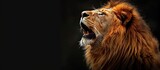 Fototapeta Przestrzenne - lion king roaring. Portrait on black background. Wildlife animal, close-up, side view, copy space