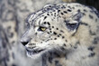 Profile of an adult female Snow Leopard