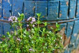 Fototapeta Storczyk - Kwitnący cząber (Satureja), roślina często goszcząca w kuchni jako przyprawa