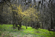 Springtime in the forest, Zobor, Slovakia, seasonal natural scene